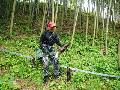 干したけのこ 平成26年度無農薬・有機栽培で育てた「干したけのこ」販売開始!!人気の秘密その3_a0254656_18502978.jpg