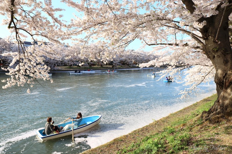 弘前城桜まつり～２０１４～_b0126256_22451619.jpg