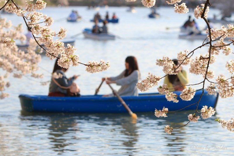 弘前城桜まつり～２０１４～_b0126256_22452317.jpg