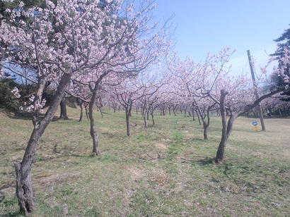 梅、桜、りんご_f0104457_1634636.jpg