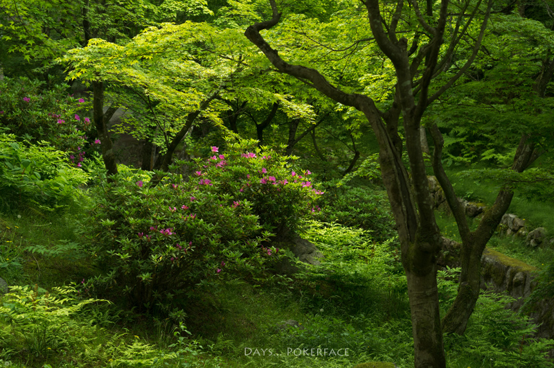 Colors 9 新緑の東福寺_d0079559_14261951.jpg