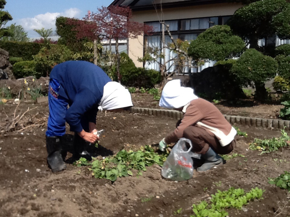 畑仕事です_b0093660_22535066.jpg