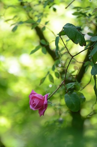 c0186463_05139.jpg