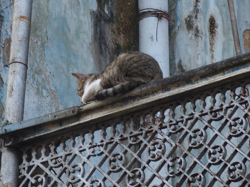 猫が人前で寝ている街は安心していいところ_c0134569_863638.jpg