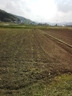 プチ便り( 田植え①)_a0206870_043193.jpg