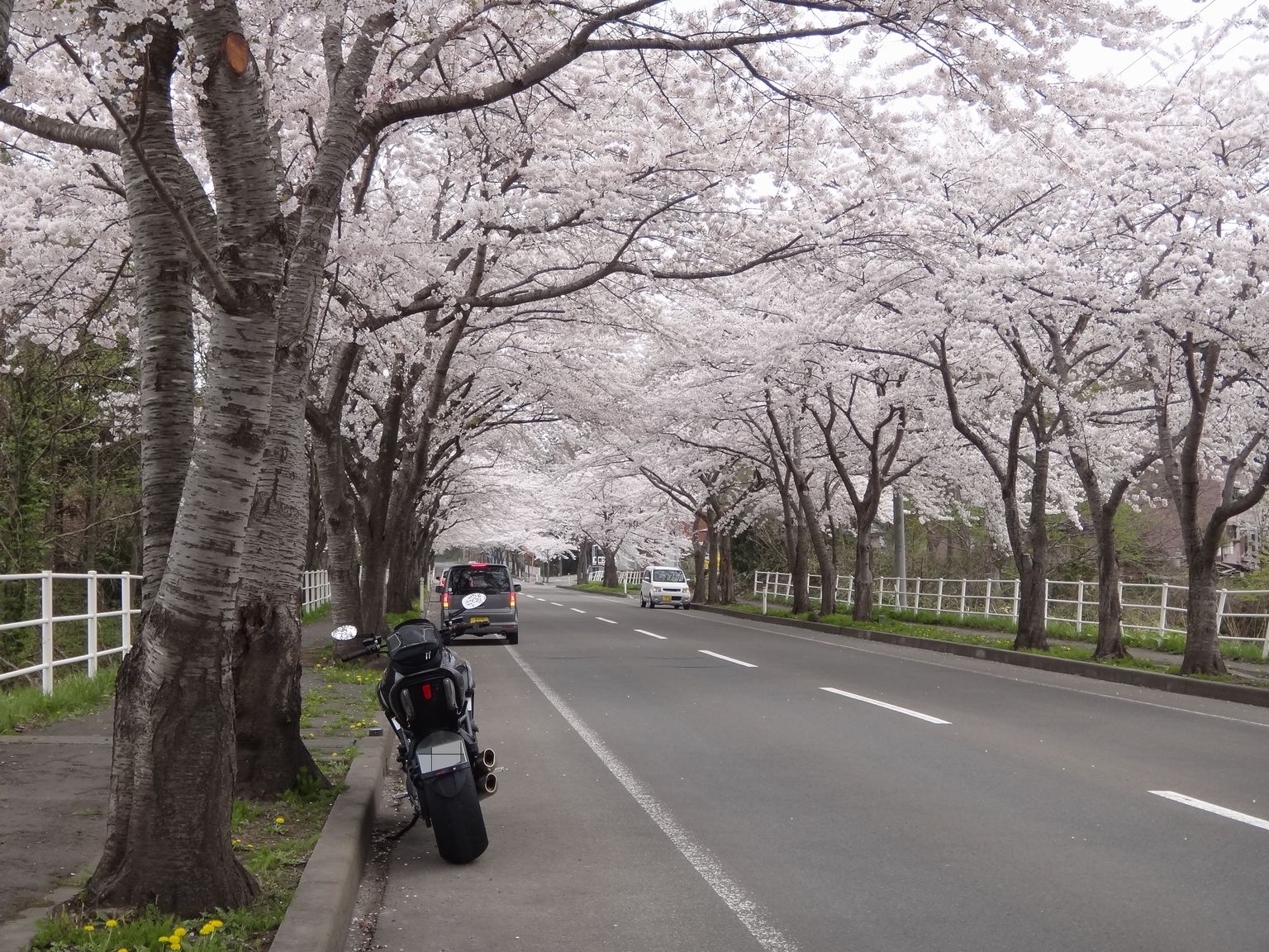 大畑の桜ﾛｰﾄﾞと大間崎 with Diavel_f0004270_18244735.jpg