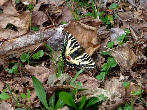 春の妖精 ・ ヒメギフチョウ （姫岐阜蝶）_d0084473_20195765.jpg