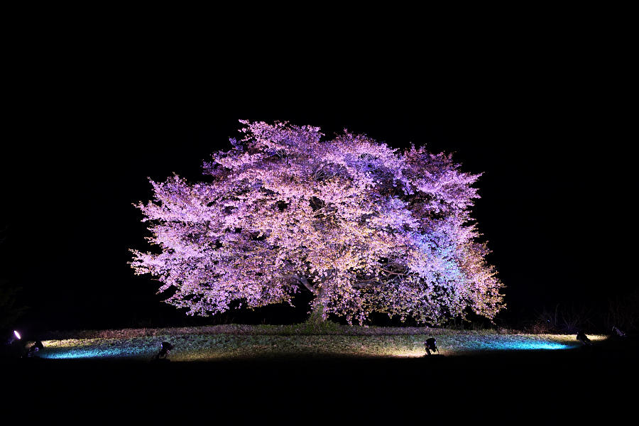 夜に映える雫石の一本桜 Morioka暇人日記2 夜に映える雫石の一本桜 Morioka暇人日記2