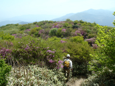 ミツバツツジの井原山（福岡県糸島市）_d0182075_5141727.jpg