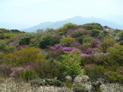 ミツバツツジの井原山（福岡県糸島市）_d0182075_514745.jpg