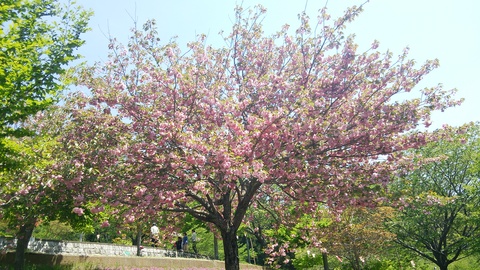 静峰ふるさと公園　八重桜まつり_e0268680_1733546.jpg