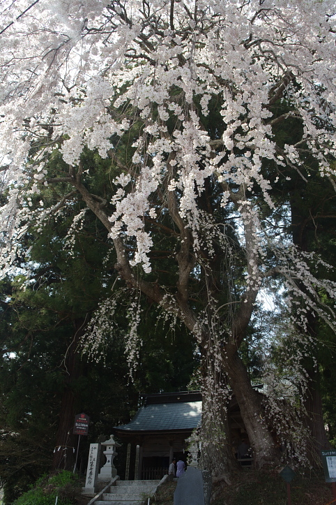 福島桜巡り　堂山王子神社の枝垂れ桜　_e0165983_11211472.jpg