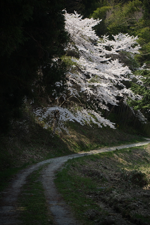 福島桜巡り　堂山王子神社の枝垂れ桜　_e0165983_11233314.jpg