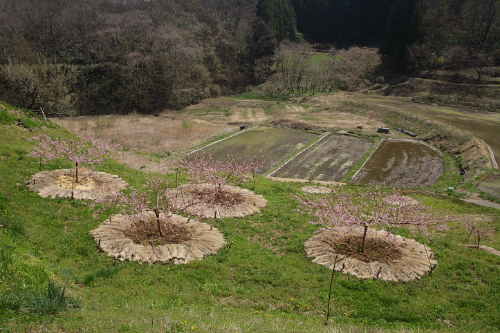 福島桜巡り　堂山王子神社の枝垂れ桜　_e0165983_11245841.jpg