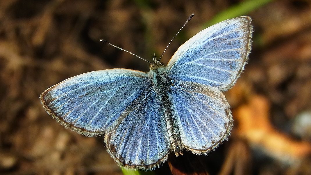a0152692_19101270.jpg