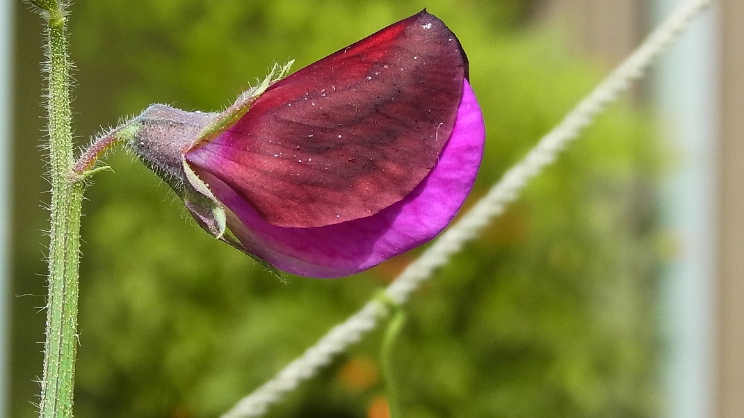a0152692_1973868.jpg