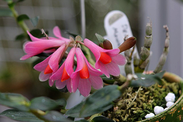 d0007501_816816.jpg