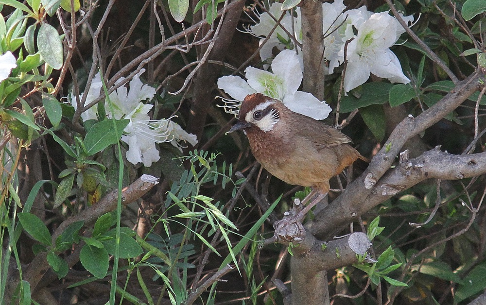 ｶｵｼﾞﾛｶﾞﾋﾞﾁｮｳ、始めてみました、_f0305401_65418.jpg