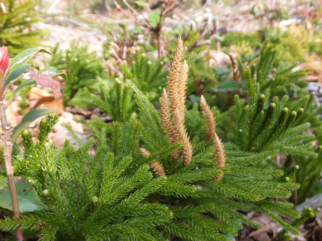 a0271502_10436.jpg