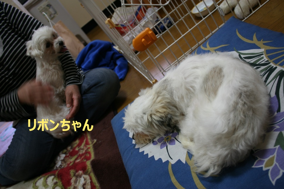 モモちゃん 新生活スタート!_f0242002_8475051.jpg