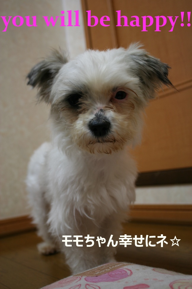 モモちゃん 新生活スタート!_f0242002_8512035.jpg