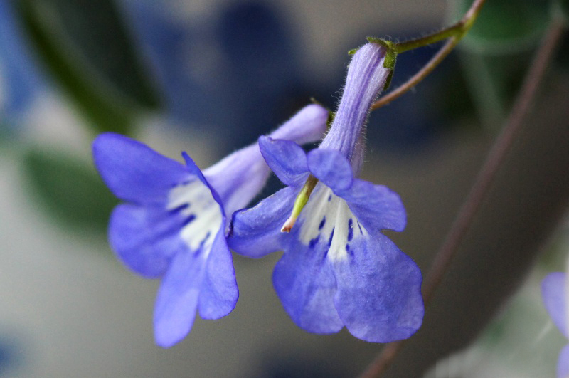 躍動の春 我が家の庭の花 ストレプトカーパス 野草デジカメ日記