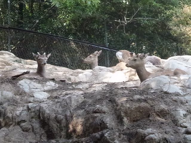 池田動物園＠岡山市北区京山_f0197703_12115372.jpg