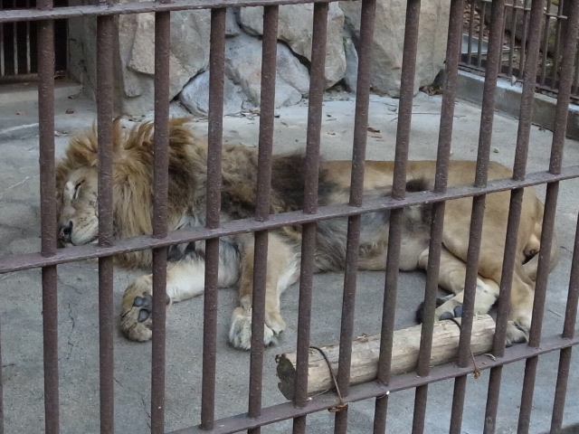 池田動物園＠岡山市北区京山_f0197703_12122572.jpg