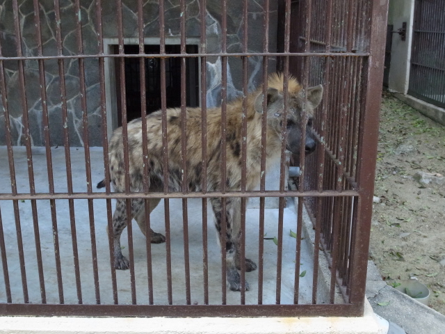 池田動物園＠岡山市北区京山_f0197703_1213122.jpg