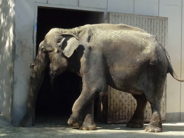 池田動物園＠岡山市北区京山_f0197703_1213627.jpg