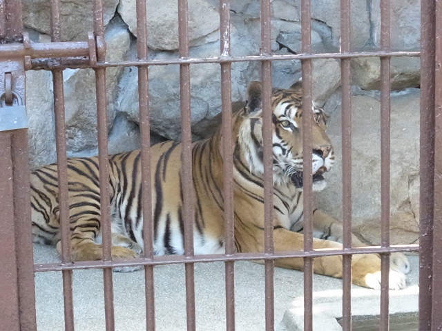 池田動物園＠岡山市北区京山_f0197703_1261892.jpg