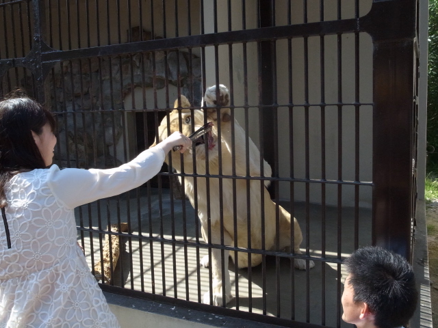 池田動物園＠岡山市北区京山_f0197703_1265688.jpg