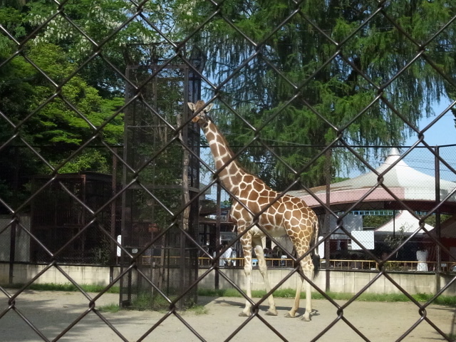 池田動物園＠岡山市北区京山_f0197703_129445.jpg