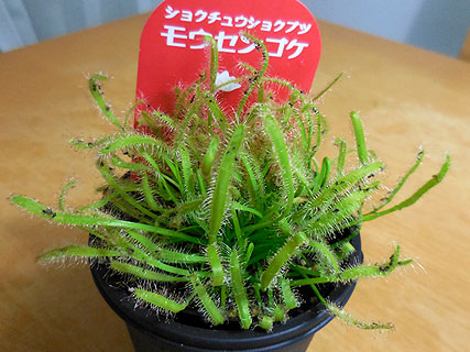 d0020309_2333055.jpg