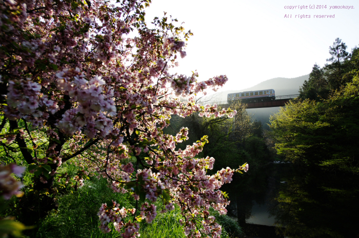 八重桜輝く_d0309612_0212926.jpg
