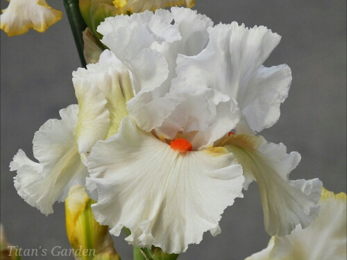 Iris × germanica \'Nordica\'_b0099813_0403343.jpg