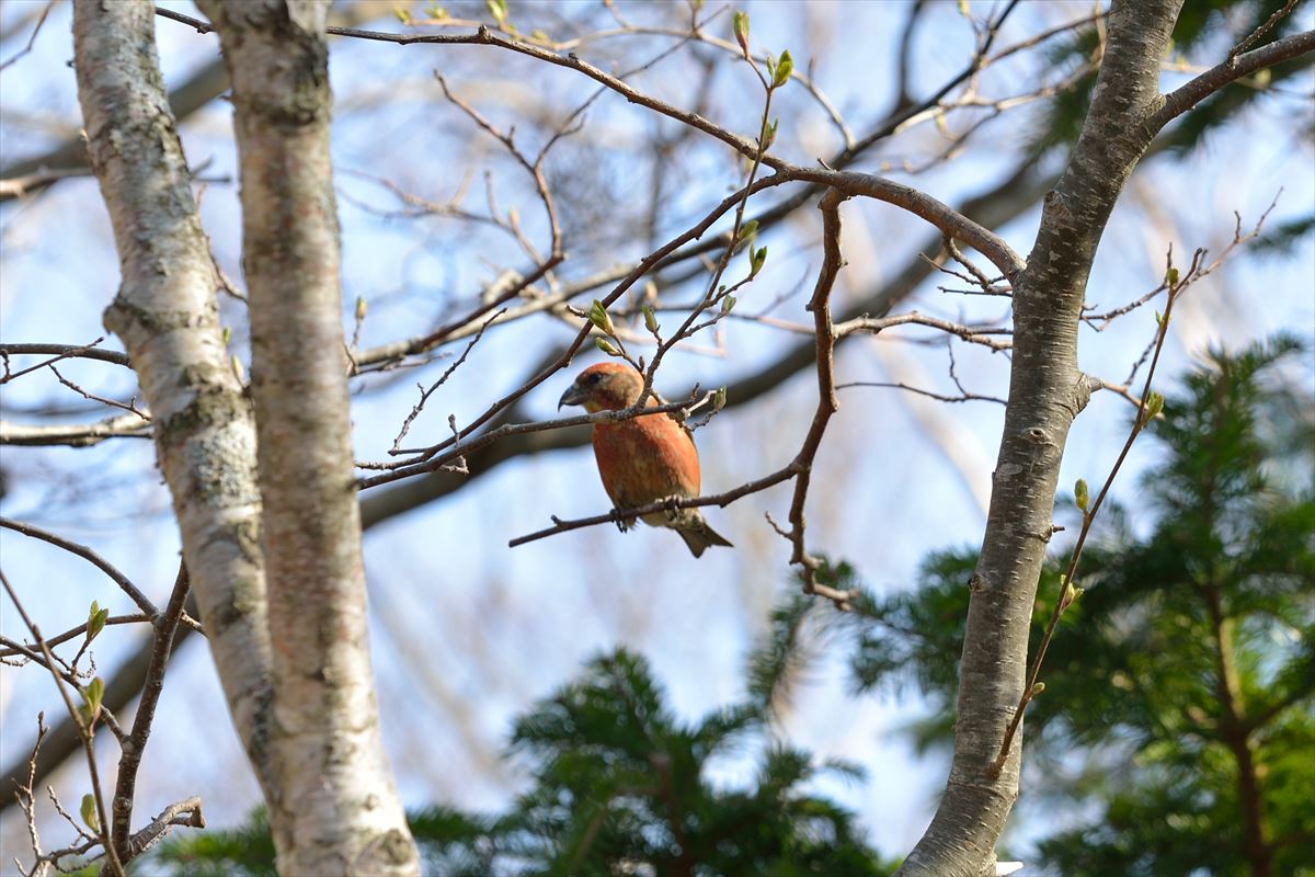 アポイ岳で ヒダカソウ と ヒメチャマダラセセリ に会った！　2014.5.4_a0145819_847183.jpg