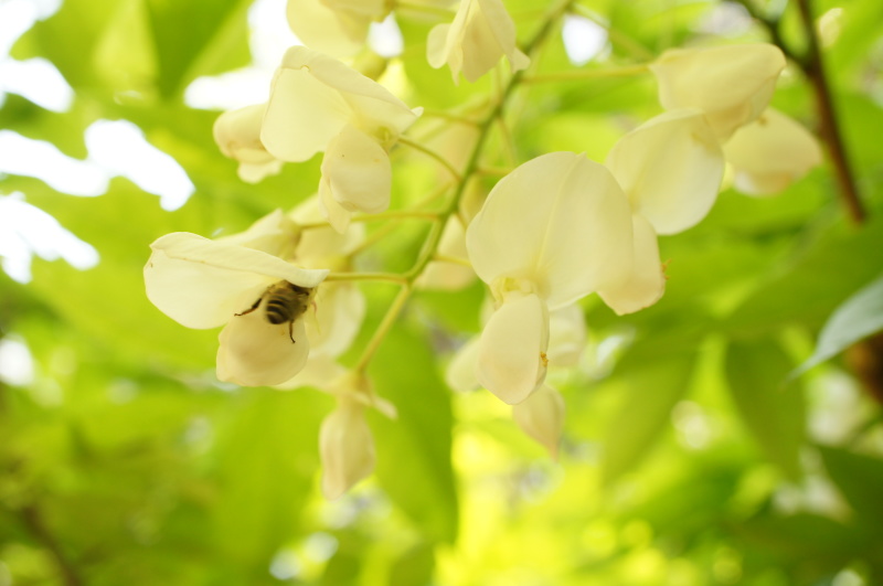 奈良　春日大社　萬葉植物園_b0192820_23061213.jpg