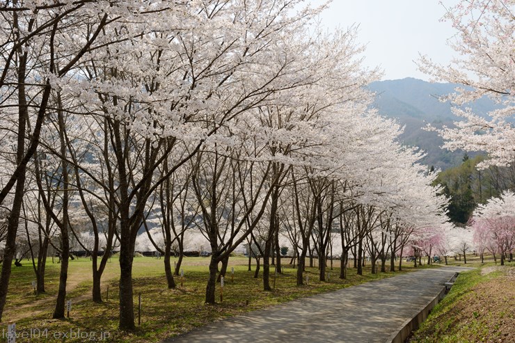 独鈷山 千本桜の里_d0319222_20181948.jpg