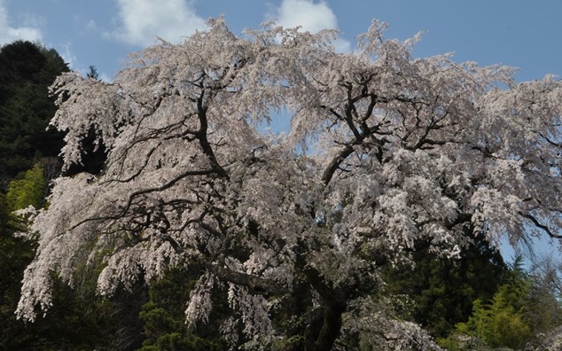 一本桜_f0231422_0591553.jpg