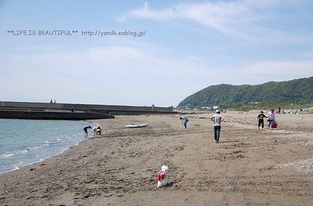 風まかせ_d0083623_1239255.jpg