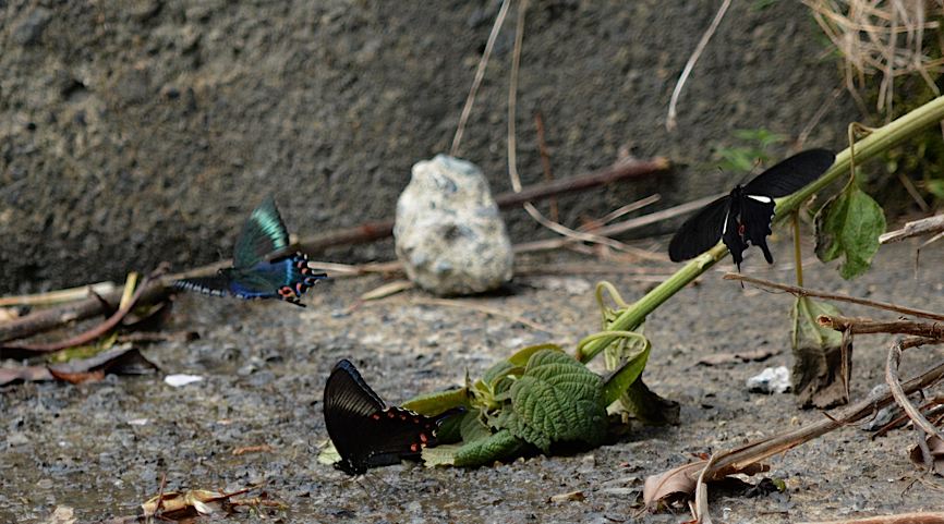 アオスジアゲハ、ほか（2014年5月5日） _d0303129_4515542.jpg