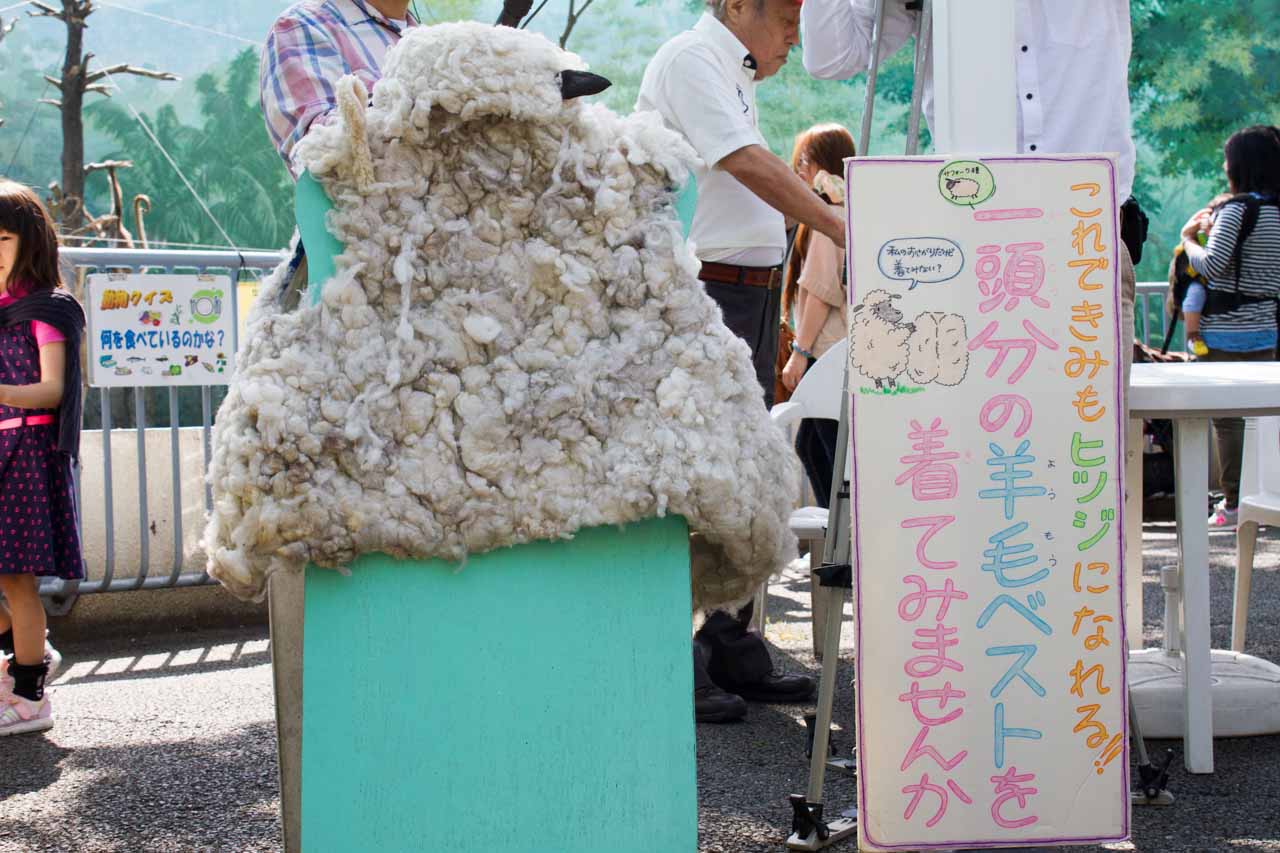 江戸川区自然動物園 その24 5月ヒツジの毛刈りショー_a0016730_13555784.jpg