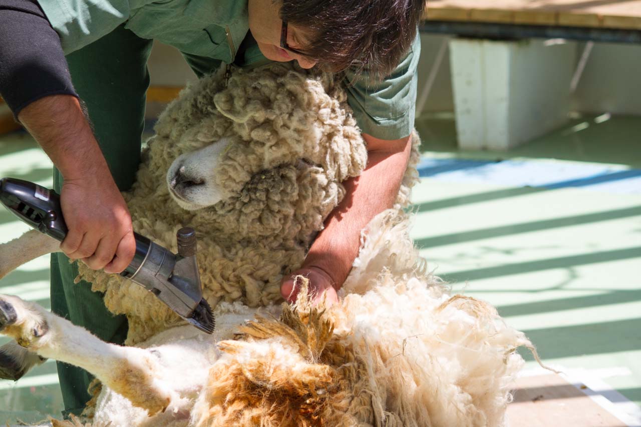 江戸川区自然動物園 その24 5月ヒツジの毛刈りショー_a0016730_13574676.jpg