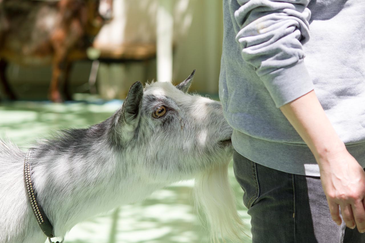 江戸川区自然動物園 その24 5月ヒツジの毛刈りショー_a0016730_1401539.jpg