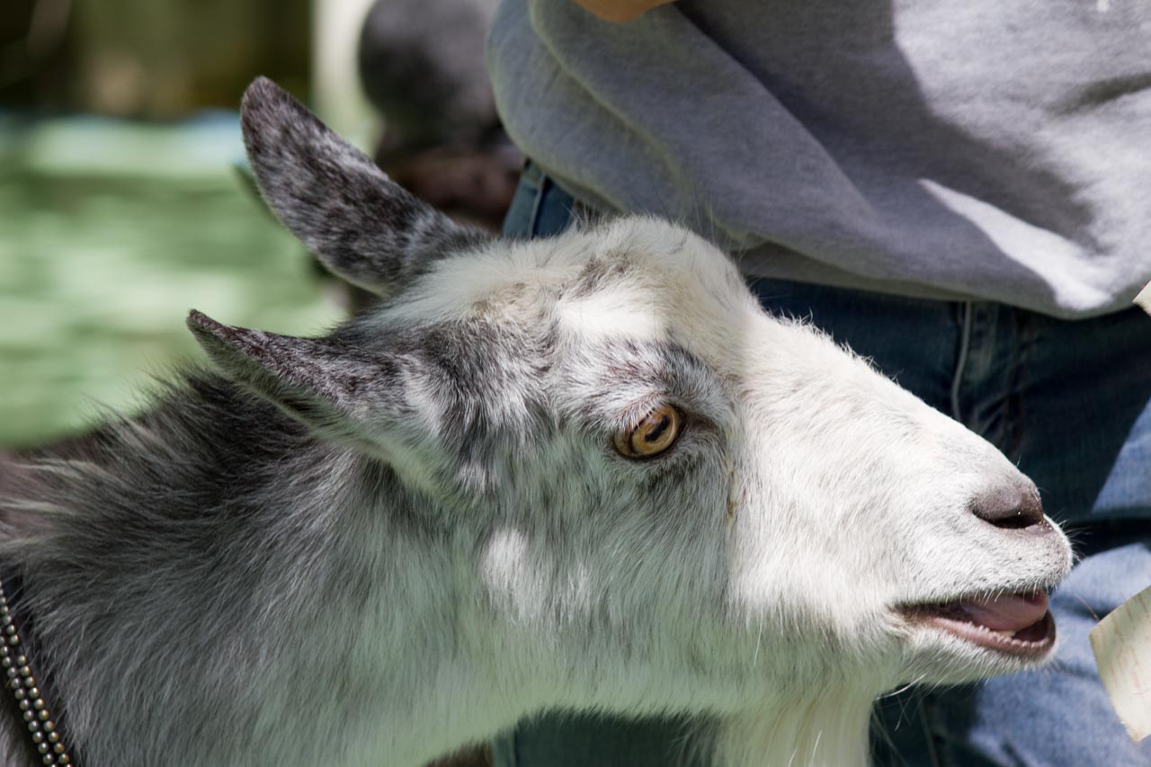 江戸川区自然動物園 その24 5月ヒツジの毛刈りショー_a0016730_14104482.jpg