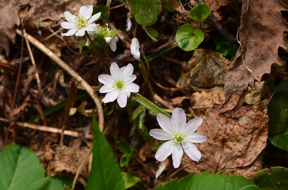 佐渡　ドンデン山・花のグルメ旅_b0236334_956882.jpg