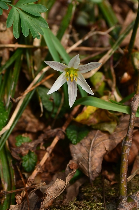 佐渡　ドンデン山・花のグルメ旅_b0236334_9574454.jpg