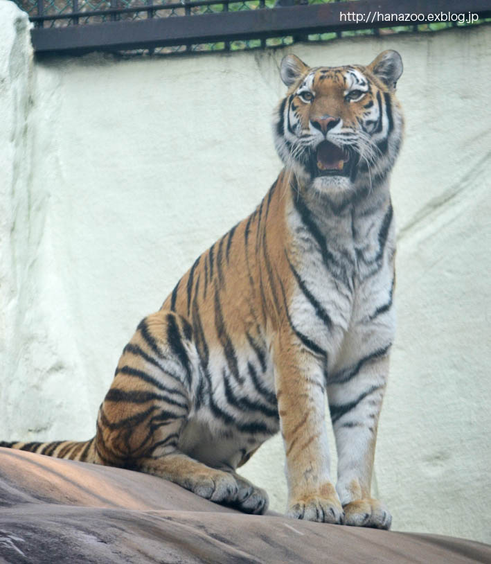 アムールトラのメイちゃん（福岡市動物園）_b0245634_21345764.jpg