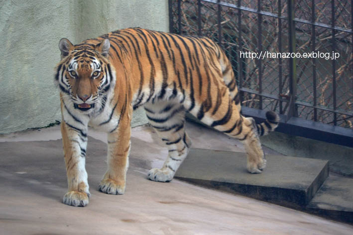 アムールトラのメイちゃん（福岡市動物園）_b0245634_21375141.jpg